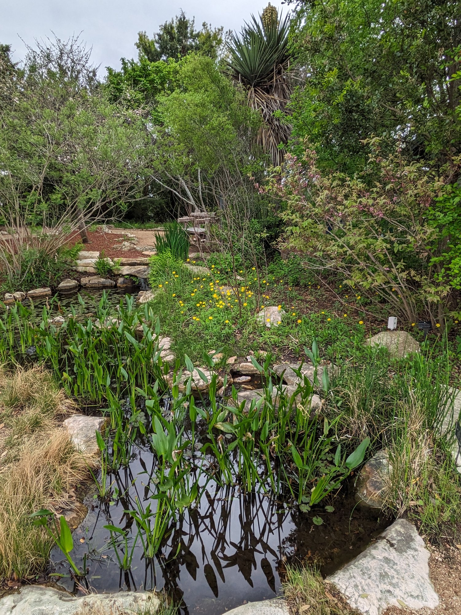 LBJ-wildflower-center-pond-landscape