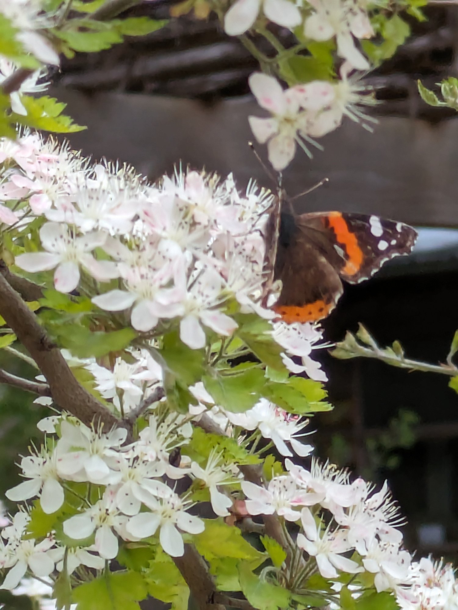 Butterfly-on-white-flowers