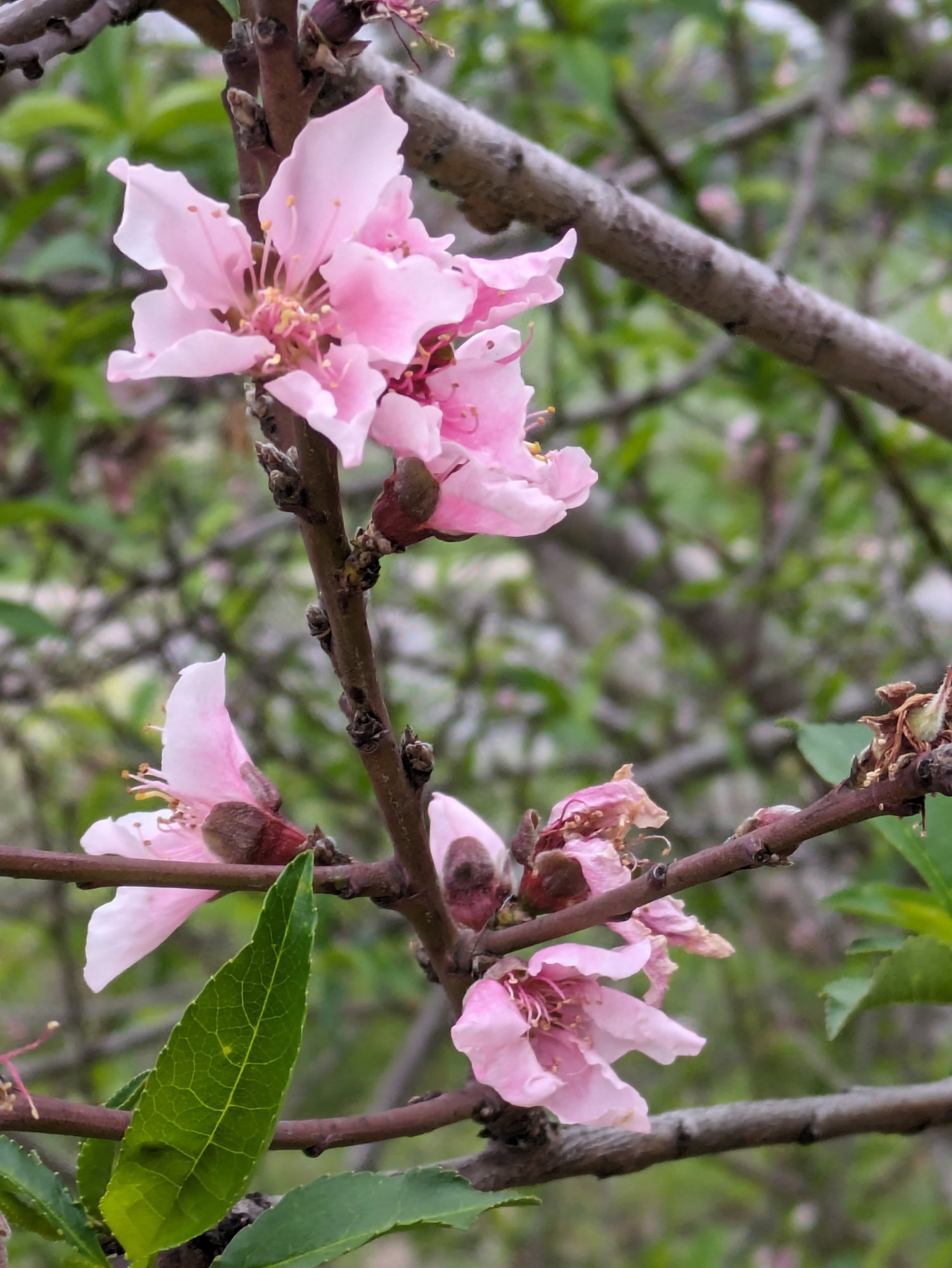 PXL_20240324_131527190