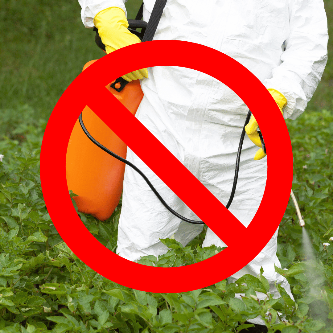 Website No Chemicals-1